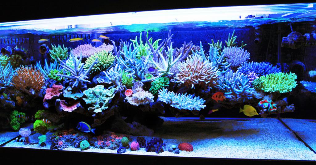 Floating Marine Aquascapes