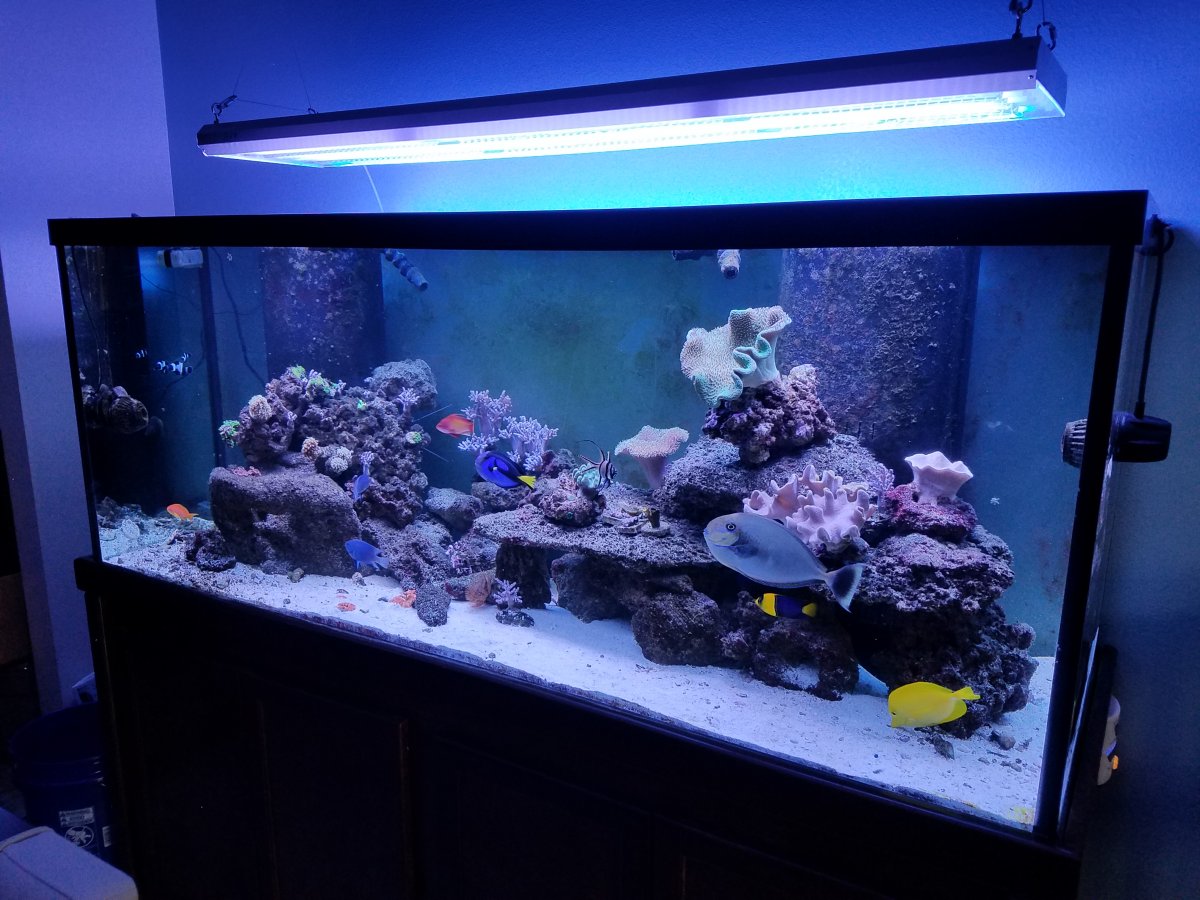 Large Marine Aquascapes