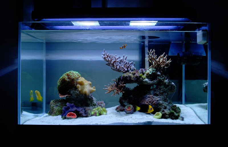 Medium Marine Aquascapes